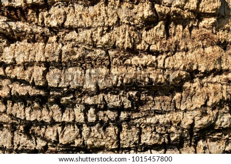 Palm tree trunk, horizontal scars from cut branches, organic background.