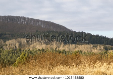 Meadow with trees and views to mountains. Slovakia