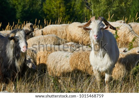 Picture of landscape with herd of sheep and goats graze on green pasture in the mountains. Young white and brown sheep graze on the farm.