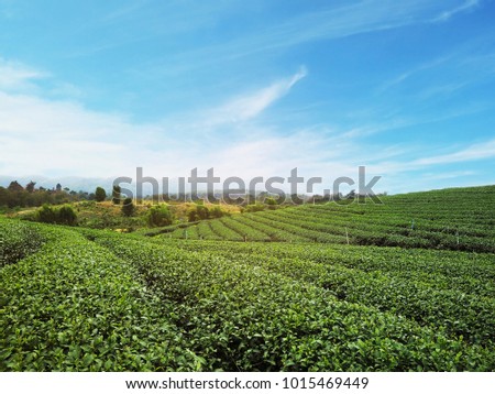 Green tea field with blue sky at sunrise in the north of Thailand. Spring time landscape and background