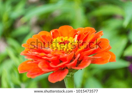 Colorful autumnal toned chrysanthemum flowerbed 