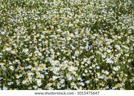 Lot of daisies grow in the field