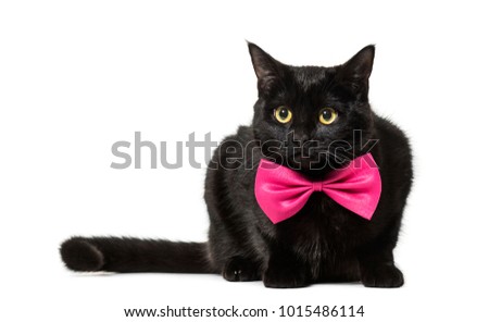 Mixed-breed cat in pink bow tie against white background