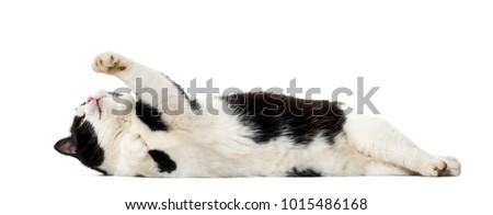 Mixed breed cat lying on side against white background