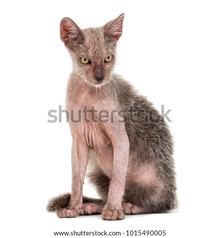 Kitten Lykoi cat, 3 months old, also called the Werewolf cat against white background