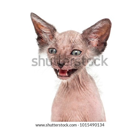 Kitten Lykoi cat, 7 weeks old, also called the Werewolf cat against white background