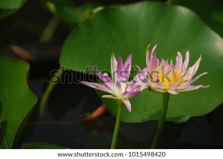 Nymphaea spp.(Hybrid) The stem is split from the stalks, stalks, stalks, leaves, floating on the surface is relatively smooth.