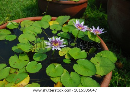  Nymphaea spp.(Hybrid) The leaves of the single-leaf plants, the stalks of leaves floating on the surface is quite round. The top of the leaf is smooth, with a single, blue, yellow and purple.