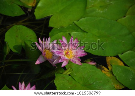 Nymphaea spp. The leaves of the single-leaf plants, the stalks of leaves floating on the surface is quite round. The top of the leaf is smooth, it has a single pink hairs in the yellow.
