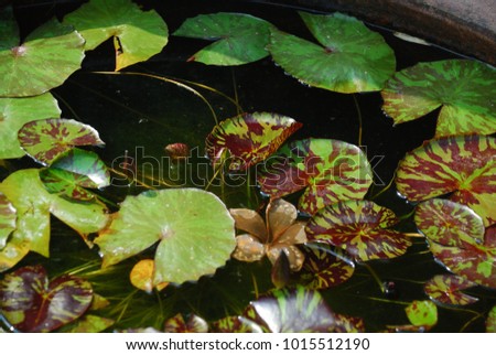 The leaves of the single-leaf plants, the stalks of the leaves, the leaves floating on the surface is quite round. The leaf surface is smooth and brown with fine lines.