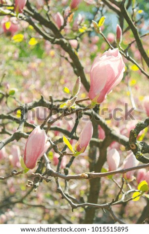 
Spring magnolia flowers, natural abstract soft floral background