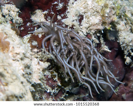 Hairy Nudibranch - phyllodesmium sp. -