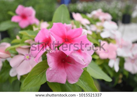 Pink flower in gargen
