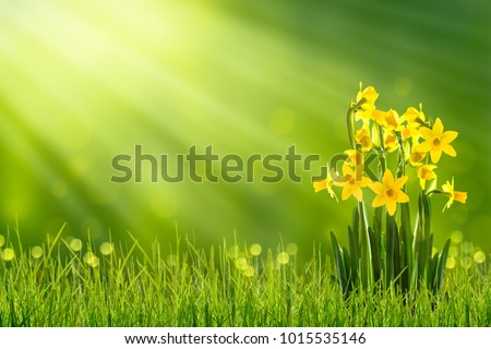 daffodils in sunshine in springtime, easter flowers in green spring meadow on blurred bokeh background, blooming narcissus in sunlight Royalty-Free Stock Photo #1015535146