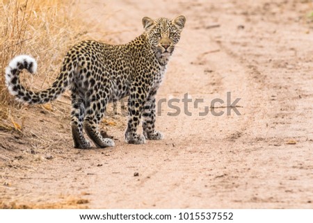 Young female leopard looks back over her shoulder at the viewer while walking down the road