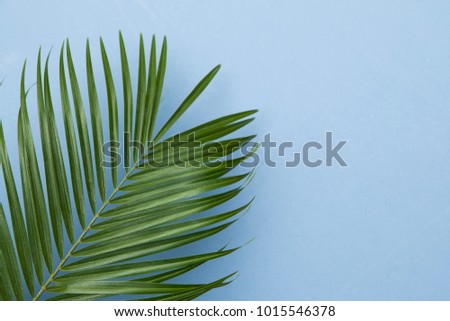 Tropical palm tree leaf on a pastel blue background