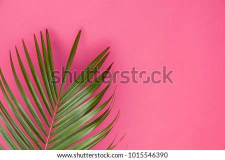 Tropical palm tree leaf on a trendy pastel pink background