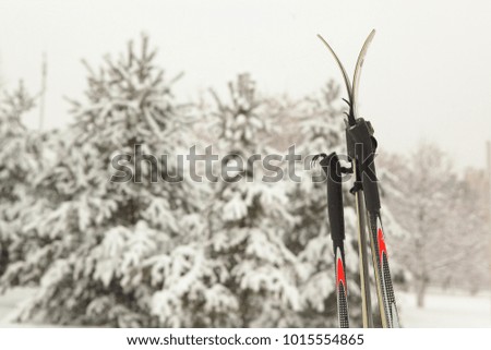 ski close up photo on winter snow cover forest spruce tree backgound