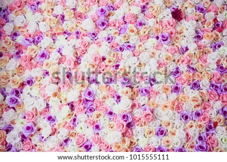 Roses wall background. colorful.close up.