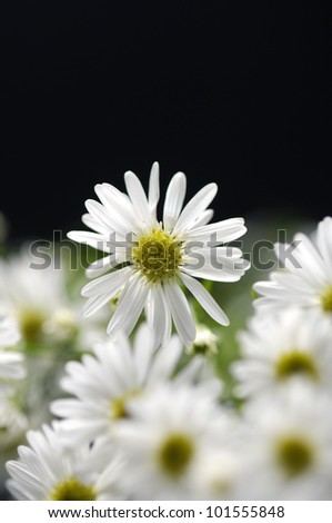 flowers on  branch daisy on background