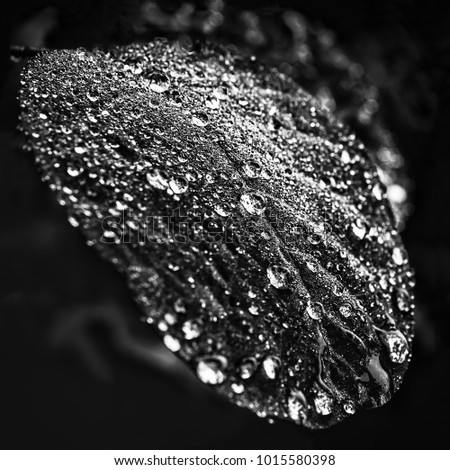 Sparkling fresh water drops of dew or rain on a leaf closeup - nature black and white background. Selective focus, shallow depth of field.