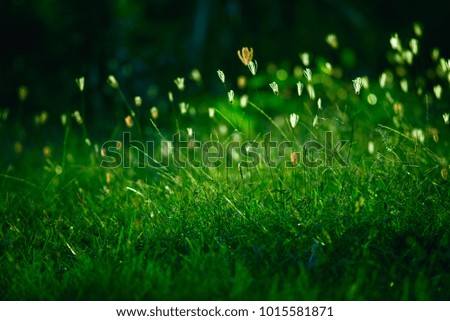 beautiful grass field