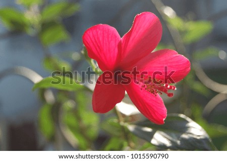 close up of hibiscus flower