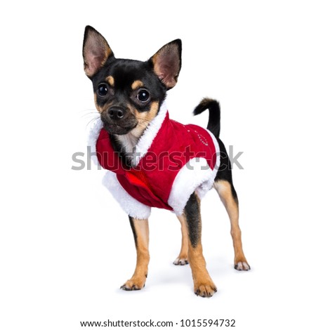 black chiwawa dog standing side ways wearing cute christmas jacket isolated on white background