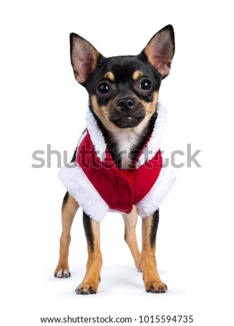 black chiwawa dog standing straight in front of the camera with cute Christmas jacket isolated on white background