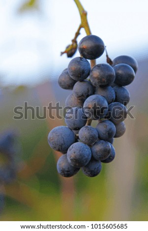 Bunch of violet grapes on grapevine in vineyard, Vipava valley, Slovenia