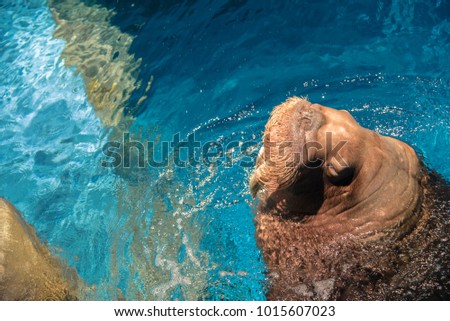 Cute walrus in the blue pool. 