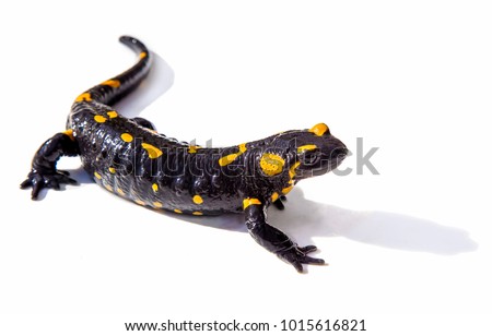 Black and yellow salamander lizard on white background