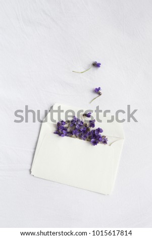 First spring flowers in envelope isolated on white background. Natural light.