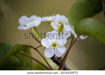 White peach Flower Royalty-Free Stock Photo #1015624975