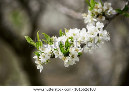 white peach flower Royalty-Free Stock Photo #1015626103