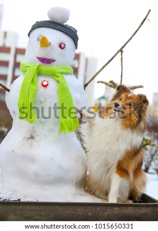 Cute, fluffy smiling sable white and black tricolor sheltie, shetland sheepdog sitting pretty with big colorful snowman with urban background.New Year Christmas greeting card with funny red dog 