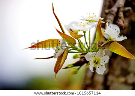 White Peach blossom Royalty-Free Stock Photo #1015657114