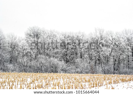 Edge of the forest is covered with snow and frost. Snow-covered field of harvested corn. New Year card concept
