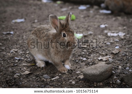 Close up Little brown rabbit looking for food
