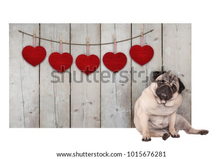 Cute pug puppy dog sitting down next to wooden fence of used scaffolding wood with red hearts, isolated on white background