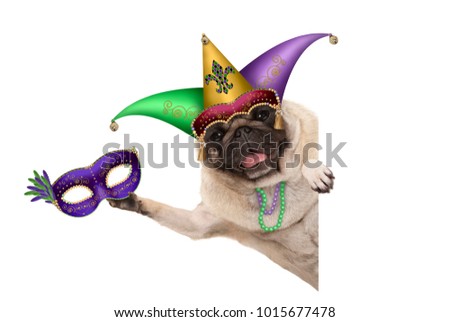 Mardi gras pug dog with carnival jester hat, venetian mask, harlequin jester hat and beads necklaces, isolated on white background