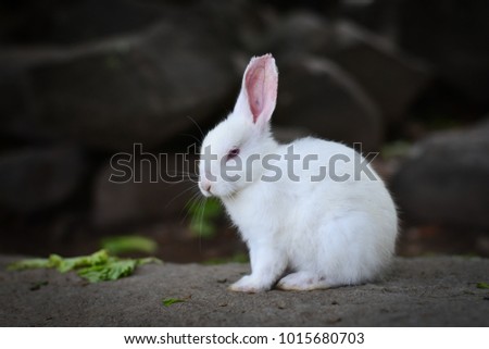 Close up Little white rabbit is sitting on a rock.