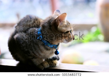 Small kitten with a backdrop of blurred backgrounds.