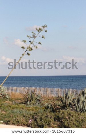 Mediterranean vegetation against the background of the Mediterranean sea.