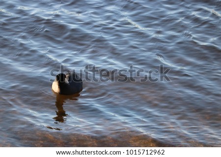 American coot, also know as mud hen, is not a duck, gray black with a white bill, swimming in a lake.