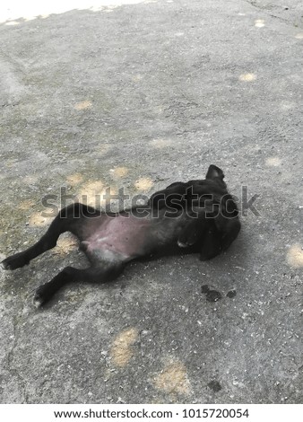  black dog lying on a cement floor.