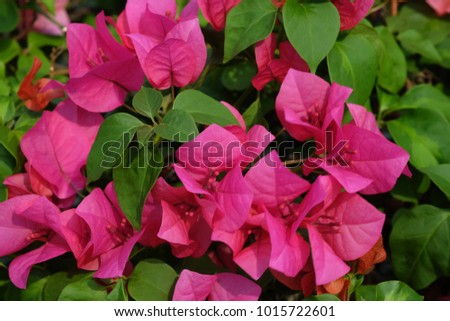 Close up pink flower in garden. Picture use for a background  or wallpaper natural concept. (Bougainvillea)