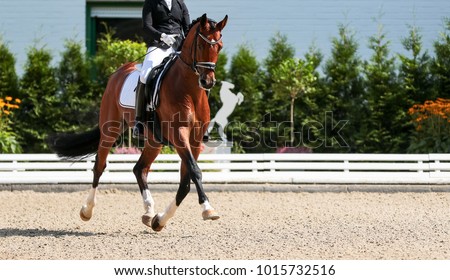 Dressage horse in the test, trot strengthening suspension phase.
 Royalty-Free Stock Photo #1015732516