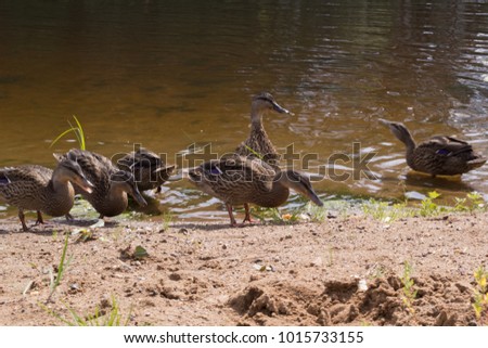 ducks on the river bank