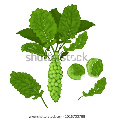 Green cabbages and brussel sprouts illustration. Stock vector.